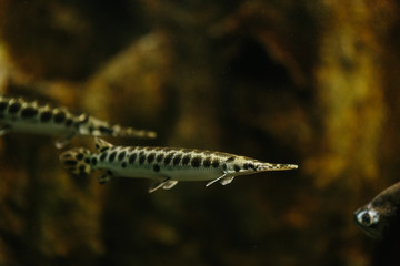 Long nose Gar