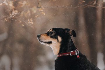 mixed breed dog posing outdoors in winter