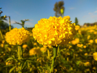 field of yellow flowers- close-up shot