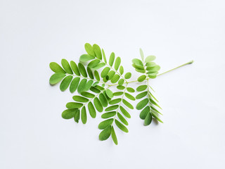 fresh parsley on white background