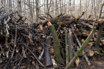 Sawn trunks and branches of old trees stacked on the edge of forest.