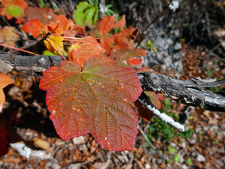 i caldi colori della natura in autunno