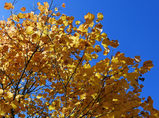 i caldi colori della natura in autunno