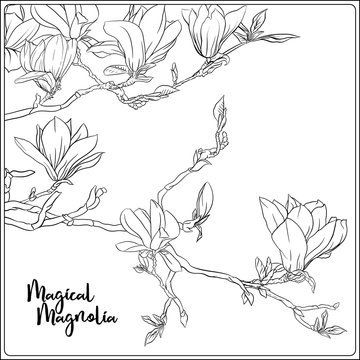 3 0 Best Magnolia Tree Drawing Images Stock Photos Vectors Adobe Stock 3 0 Best Magnolia Tree Drawing Images Stock Photos Vectors Adobe Stock