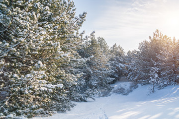 Beautiful winter landscape with snow covered trees