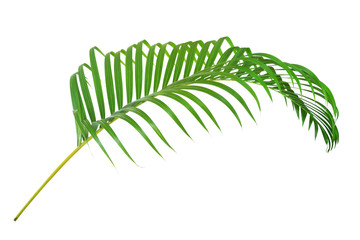 Tropical Palm Leaf Isolated on White Background with Clipping Path