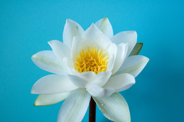 White delicate water lily flower on a blue background. Wild flower for the princess. Beauty and grace. Natural perfection. © Svetlana