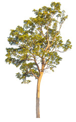 Tree isolated on white background.