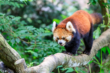 レッサーパンダ