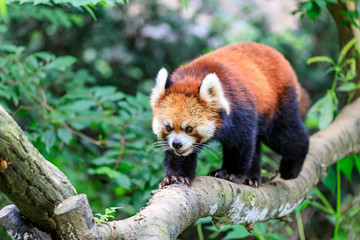 Fototapeta premium レッサーパンダ