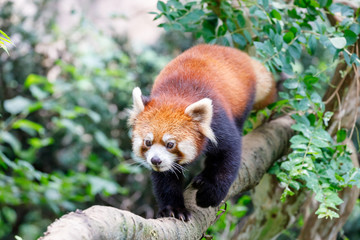 レッサーパンダ