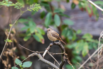 Daurian Redstart (Formal Name: Phoenicurus auroreus), Female