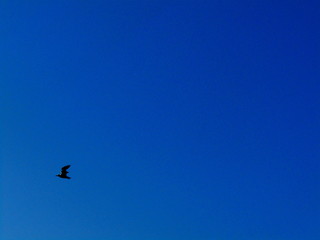 bird in flight