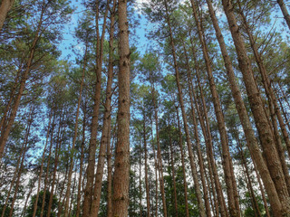 Wild high mountains spruce forest in Thailand part of national park Blue sky behind.