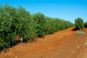Many olive trees growing on plantations in Andalusia near Cordoba, Spain
