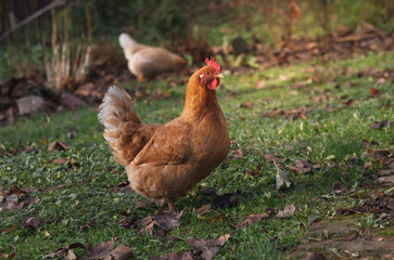 Home fawn hens on the grass in a small farm.