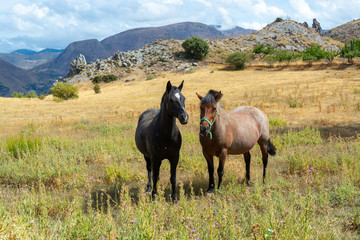 Horses on meadows in Sierra Nevada mountrains, Andalusia, Spain