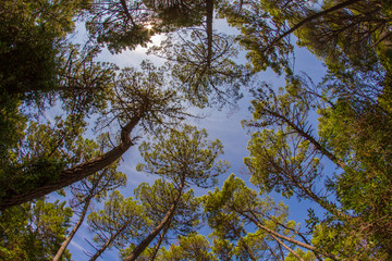 Fototapeta premium Arbres