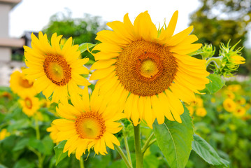 Fototapeta premium The Sunflower blossom in the morning, in the fresh air, feel the freshness.