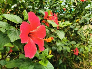 red flowers in garden