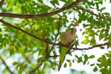 Little green parrot sits on tree and eats cookies