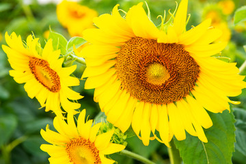 Fototapeta premium The Sunflower blossom in the morning, in the fresh air, feel the freshness.