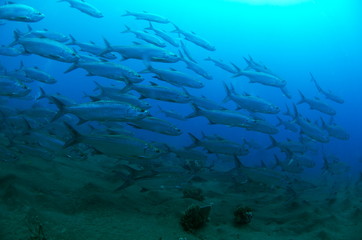 banc de poisson caraibes Guadeloupe