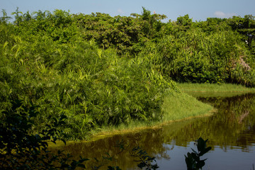 Beautiful view of a wetland in a park, Chennai, India