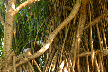 View of a tree growth near estuary in Chennai, India