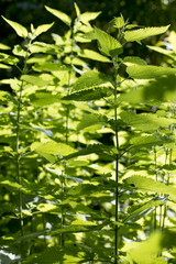 sun shining to front view of aerie of stinging nettle (Urtica dioica) with no bloom or seeds outdoors / wildlife with a dark unsharp background.