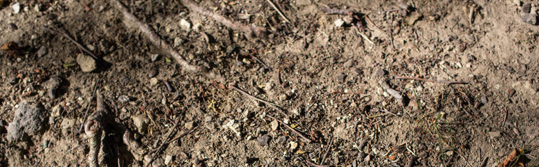 Top view of ground with tree roots, panoramic shot