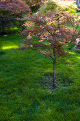 Obraz premium Autumnal trees with sunlight on green grass of lawn