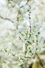 Blossoming branch of cherry