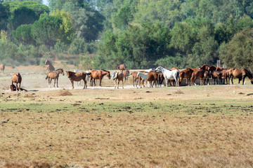 Herd of horses on farm in El Rocio, Andalusia, Spain
