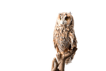 Wild owl sitting on wooden branch isolated on white with copy space