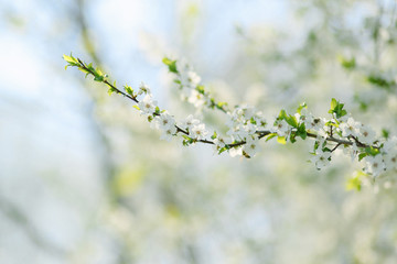 Blossoming branch of cherry