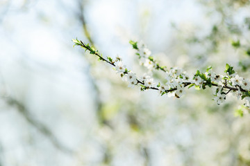 Blossoming branch of cherry