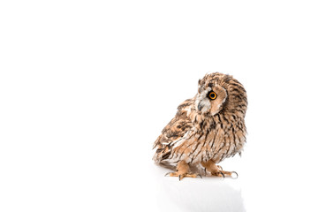 cute fluffy wild owl isolated on white with copy space