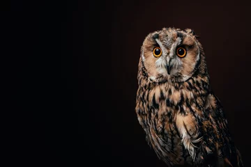 Foto op Plexiglas cute wild owl isolated on black © LIGHTFIELD STUDIOS