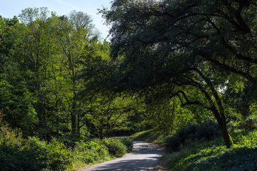 Fototapeta na wymiar Walkway between trees with green foliage in park