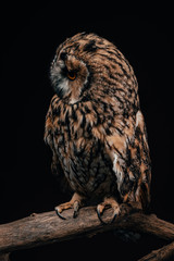 cute wild owl sitting on wooden branch isolated on black