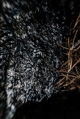 Lensbaby lens blur nature mountain and river wilderness photographs. Black water mysterious force...