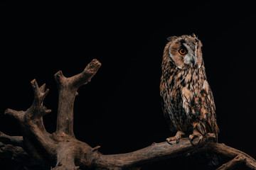 cute wild owl sitting on wooden branch isolated on black