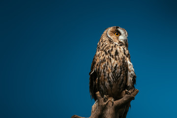 cute wild owl on wooden branch isolated on blue