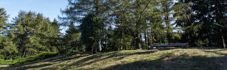 Pine trees on green lawn with sunlight and blue sky at background, panoramic shot