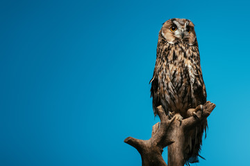 cute wild owl on wooden branch isolated on blue