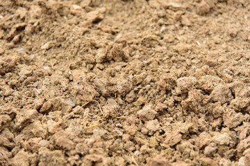 Dry the Cow dung before make the manure