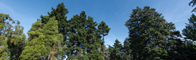 Low angle view of fir and pine trees with blue sky at background, panoramic shot