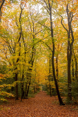 Obraz premium Trees in autumn colors along a line of sight in an estate