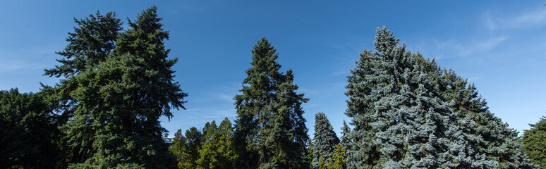 Obraz premium Low angle view of fir trees with blue sky at background, panoramic shot